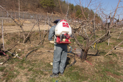 복숭아 병해충 선제 대응, 동계 방제 철저 당부 이미지