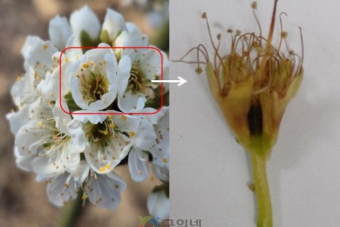 과수 봄철 개화기‘기상 변동’주의, 농가 피해 최소화 주력 이미지
