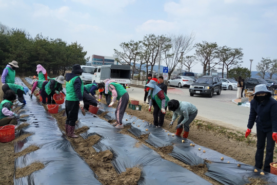 군위읍 새마을회, 사랑의 감자심기 행사 실시 이미지