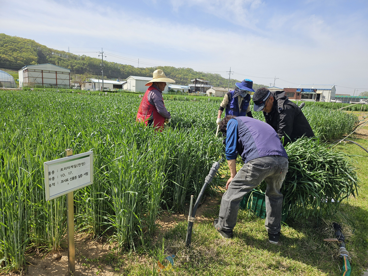 조사료 생육에서 수확·품질까지 과학영농실증시범포가 방향을 제시한다 이미지