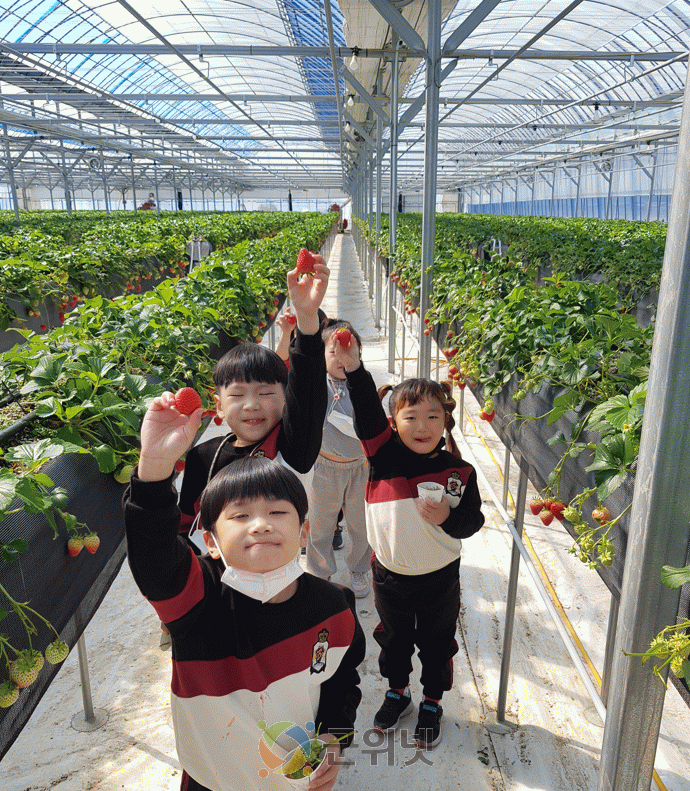군위군 어린이·사회복지급식관리지원센터, ‘딸기 수확 체험’ 프로그램 운영