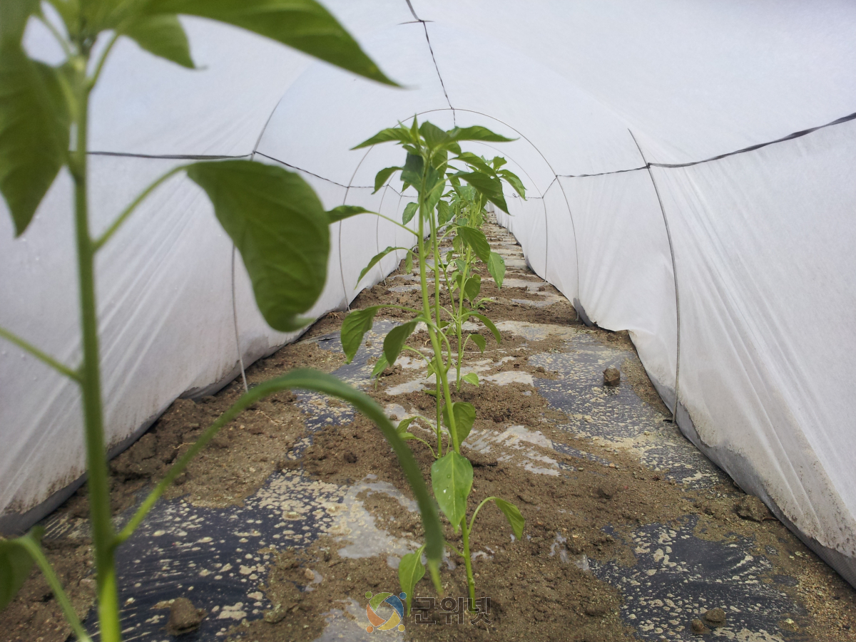 고추 막덮기 부직포 터널재배, 이젠 대세! 이미지