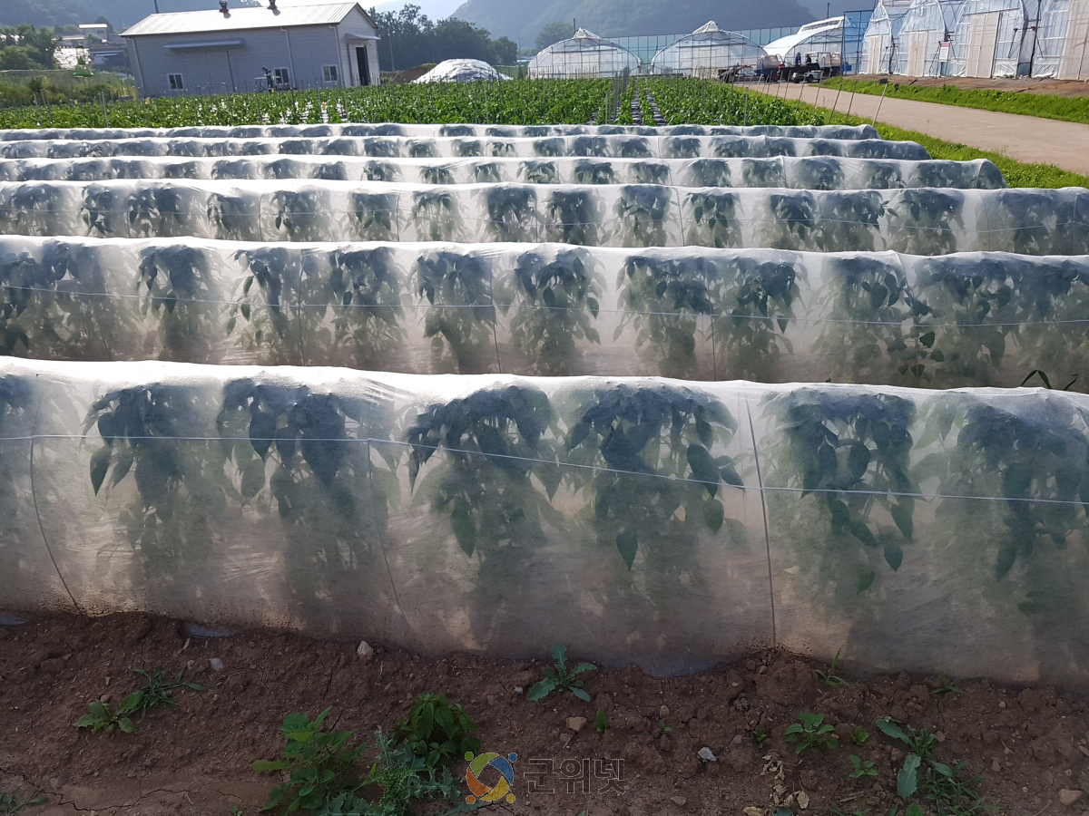 고추 막덮기 부직포 터널재배, 이젠 대세! 이미지