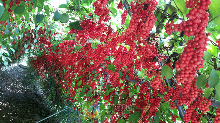 경북도, 분홍빛 오미자‘핑크미소’농가 보급 이미지