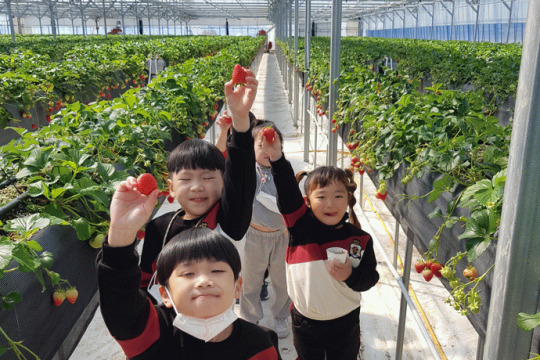 군위군 어린이·사회복지급식관리지원센터, ‘딸기 수확 체험’ 프로그램 운영