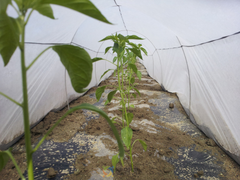 고추 막덮기 부직포 터널재배, 이젠 대세!