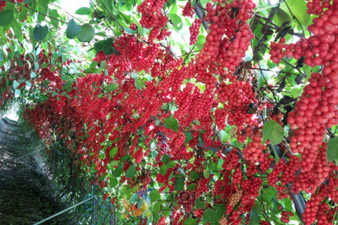 경북도, 분홍빛 오미자‘핑크미소’농가 보급 이미지
