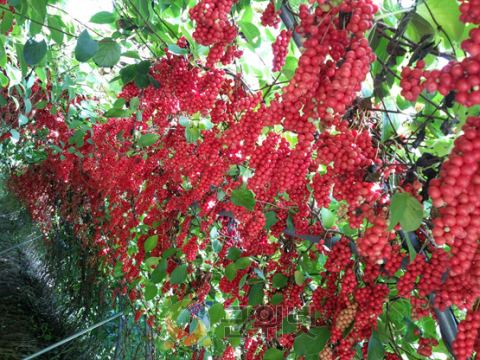 경북도, 분홍빛 오미자‘핑크미소’농가 보급