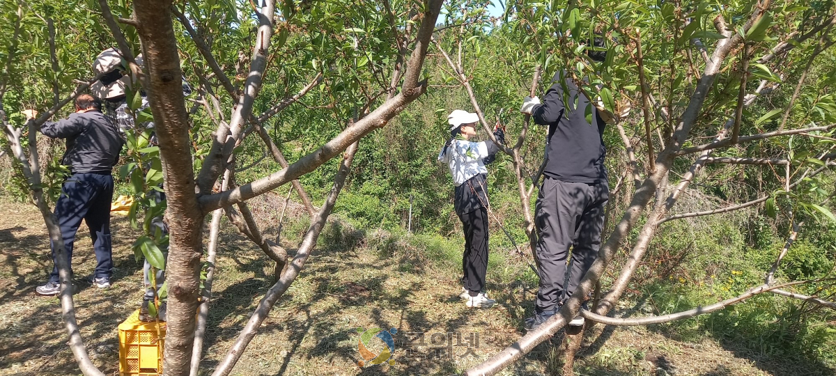 소보면 직원, 봄철 농촌일손돕기 실시 이미지