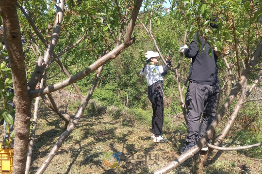 소보면 직원, 봄철 농촌일손돕기 실시 이미지