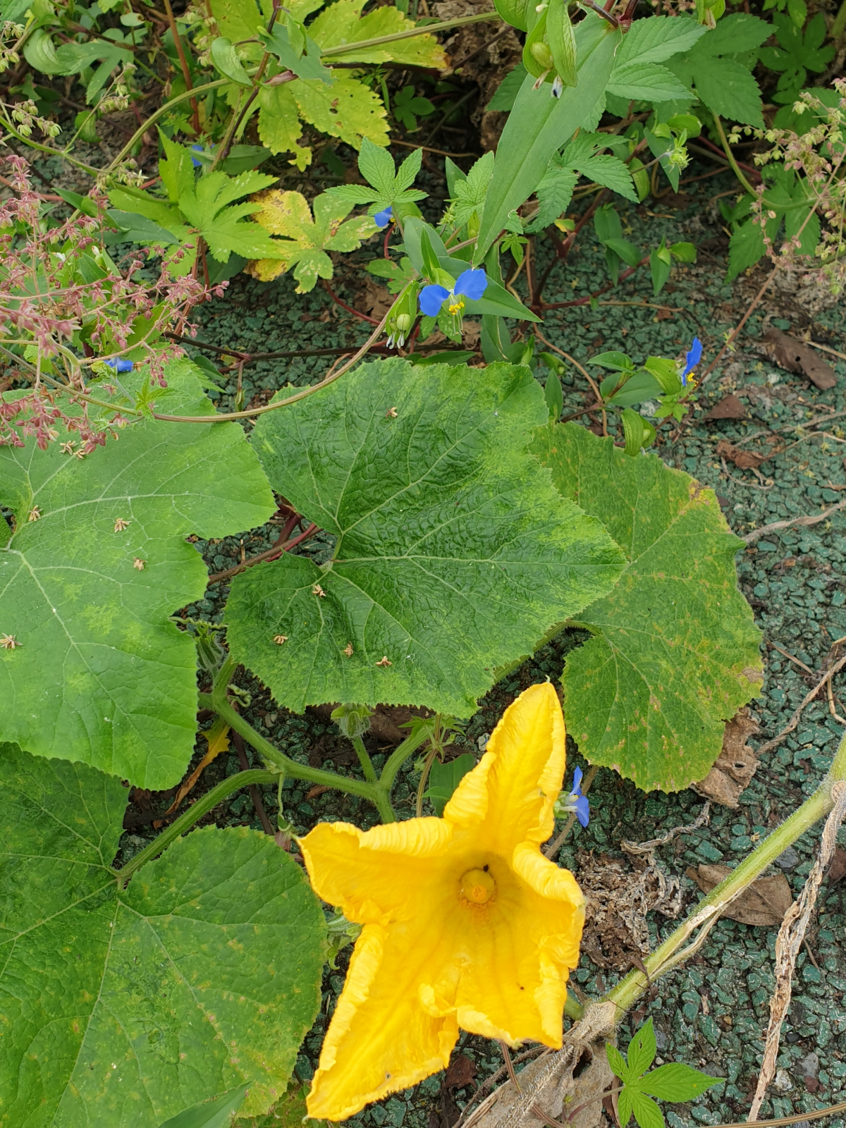 요놈은 이제 꽃을 파우네요~
