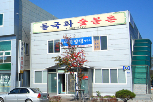 들국화