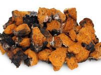 의학상식 ] 차가버섯(Chaga mushroom)의 증례 - 가락동, 석촌동, 송파동 피부과 : 네이버 블로그