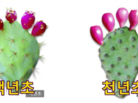 백년초와 천년초 효능, 재배하며 쉽게 먹는 방법
