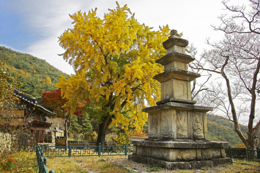 지보사